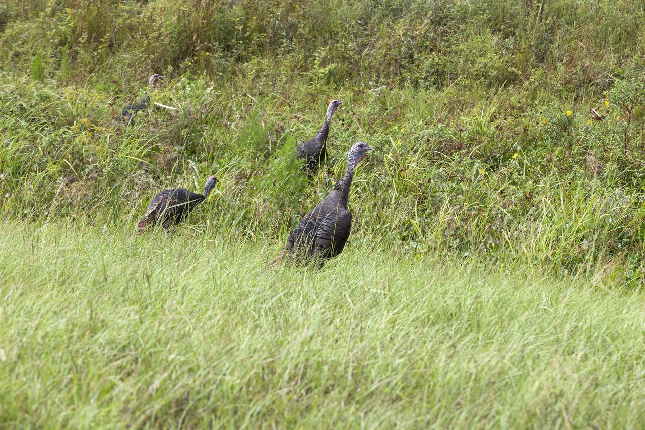 Four wild turkeys walk through tall grass at NASA’s Kennedy Space Center in Florida.  Kennedy shares a boundary with the Merritt Island National Wildlife Refuge. The Refuge encompasses 140,000 acres that are a habitat for more than 331 species of birds, 31 mammals, 117 fishes, and 65 amphibians and reptiles. The marshes and open water of the refuge provide wintering areas for 23 species of migratory waterfowl, as well as a year-round home for great blue herons, great egrets, wood storks, cormorants, brown pelicans and other species of marsh and shore birds, as well as a variety of insects. 