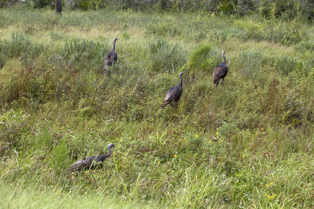 Four wild turkeys walk through tall grass at NASA’s Kennedy Space Center in Florida.  Kennedy shares a boundary with the Merritt Island National Wildlife Refuge. The Refuge encompasses 140,000 acres that are a habitat for more than 331 species of birds, 31 mammals, 117 fishes, and 65 amphibians and reptiles. The marshes and open water of the refuge provide wintering areas for 23 species of migratory waterfowl, as well as a year-round home for great blue herons, great egrets, wood storks, cormorants, brown pelicans and other species of marsh and shore birds, as well as a variety of insects. 
