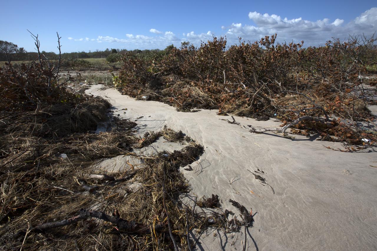 Plant debris caused by Hurricane Matthew is strewn across the dune line along the Atlantic shoreline at NASA’s Kennedy Space Center in Florida. Although some sections of shoreline suffered erosion, recently restored portions of beach fared well. Hurricane Matthew, a Category 3 storm, passed to the east of Kennedy on Oct. 6 and 7, 2016. The center received some isolated roof damage, damaged support buildings, a few downed power lines, and limited water intrusion. 