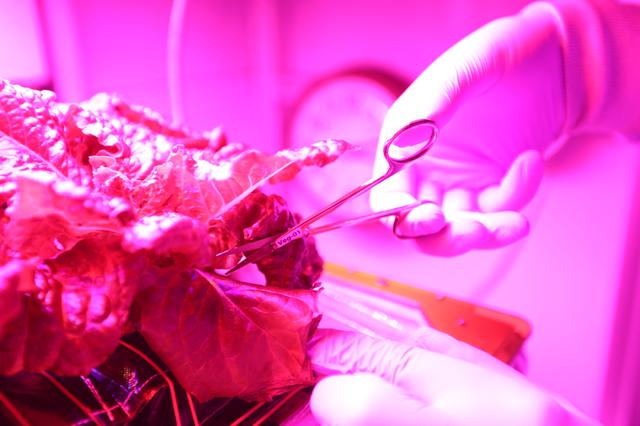 NASA image: Veg-03 Ground Harvest