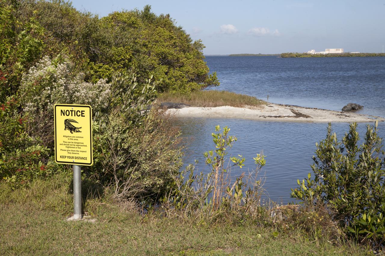 Two large alligators sun themselves on the sand near the NASA Causeway at Kennedy Space Center in Florida. The center shares a boundary with the Merritt Island National Wildlife Refuge. The refuge is home to more than 65 amphibian and reptile species, along with 330 native and migratory bird species, 25 mammal and 117 fish species. 