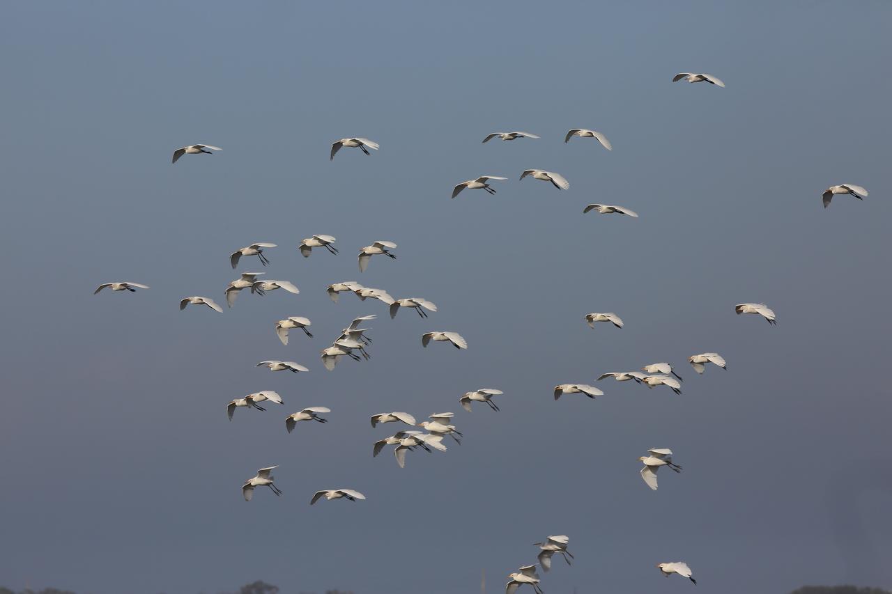 A flock of egrets soars above the Skid Strip at Cape Canaveral Air Force Station, near NASA's Kennedy Space Center in Florida. The center shares a boundary with the Merritt Island National Wildlife Refuge. The refuge is home to more than 65 amphibian and reptile species, along with 330 native and migratory bird species, 25 mammal and 117 fish species.