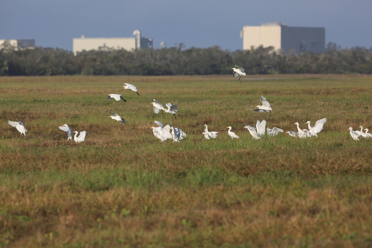 A flock of egrets touches down near the Skid Strip at Cape Canaveral Air Force Station, near NASA's Kennedy Space Center in Florida. The center shares a boundary with the Merritt Island National Wildlife Refuge. The refuge is home to more than 65 amphibian and reptile species, along with 330 native and migratory bird species, 25 mammal and 117 fish species. 