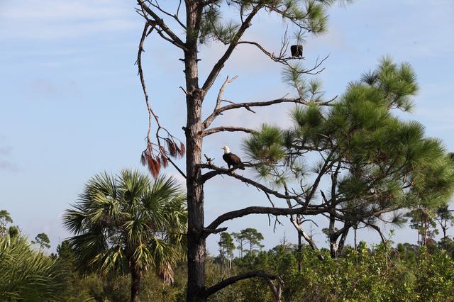 NASA image: Nature Photography - Bald Eagle