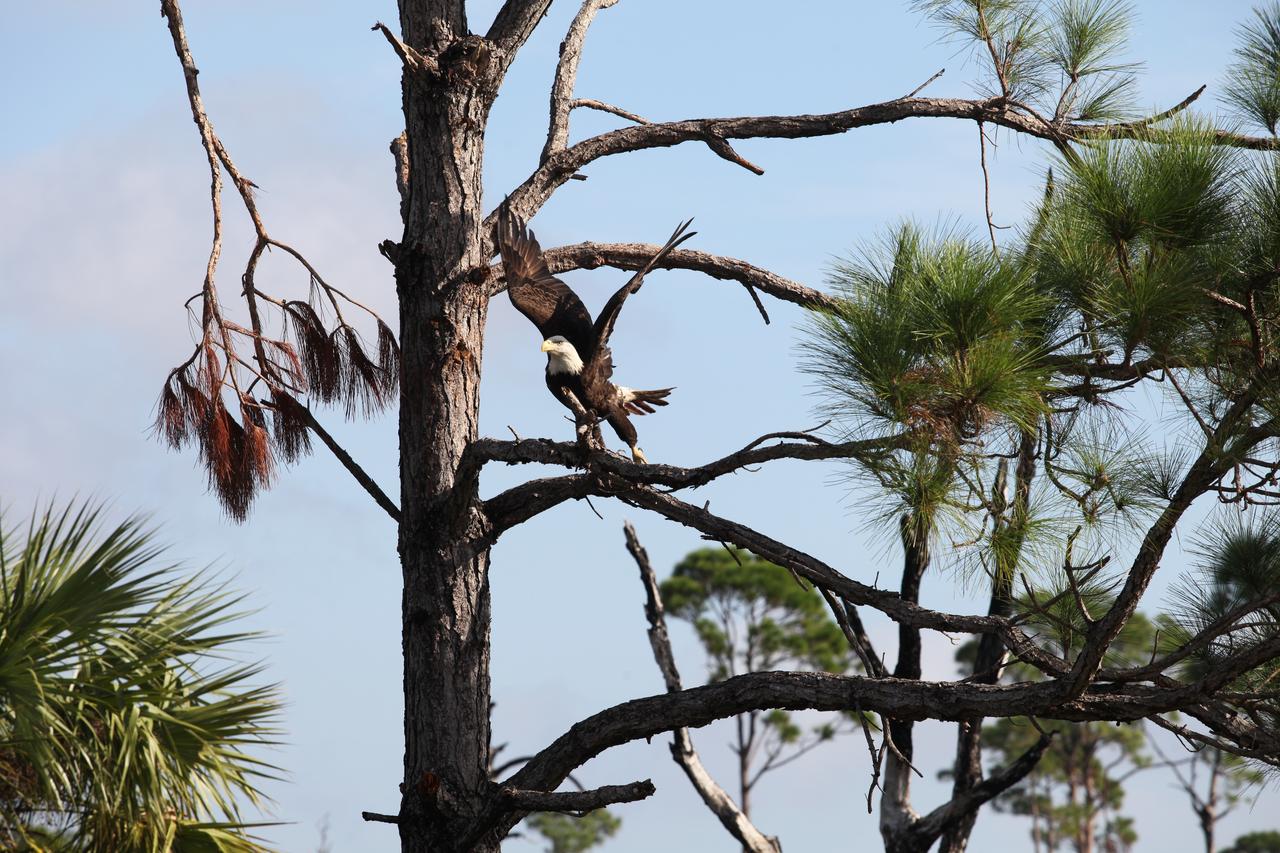 An American bald eagle begins to soar from its perch in a tree at NASA's Kennedy Space Center in Florida. Several eagles call the center home. The center shares a boundary with the Merritt Island National Wildlife Refuge. The refuge is home to more than 65 amphibian and reptile species, along with 330 native and migratory bird species, 25 mammal and 117 fish species. 