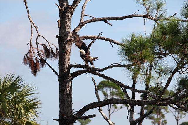 NASA image: Nature Photography - Bald Eagle