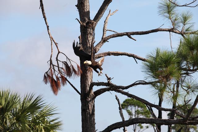 NASA image: Nature Photography - Bald Eagle