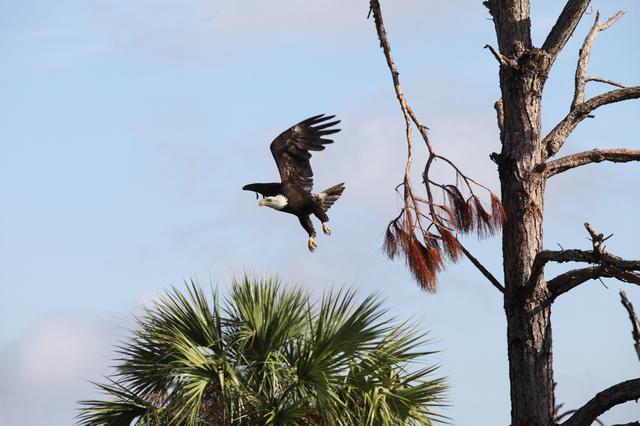 NASA image: Nature Photography - Bald Eagle