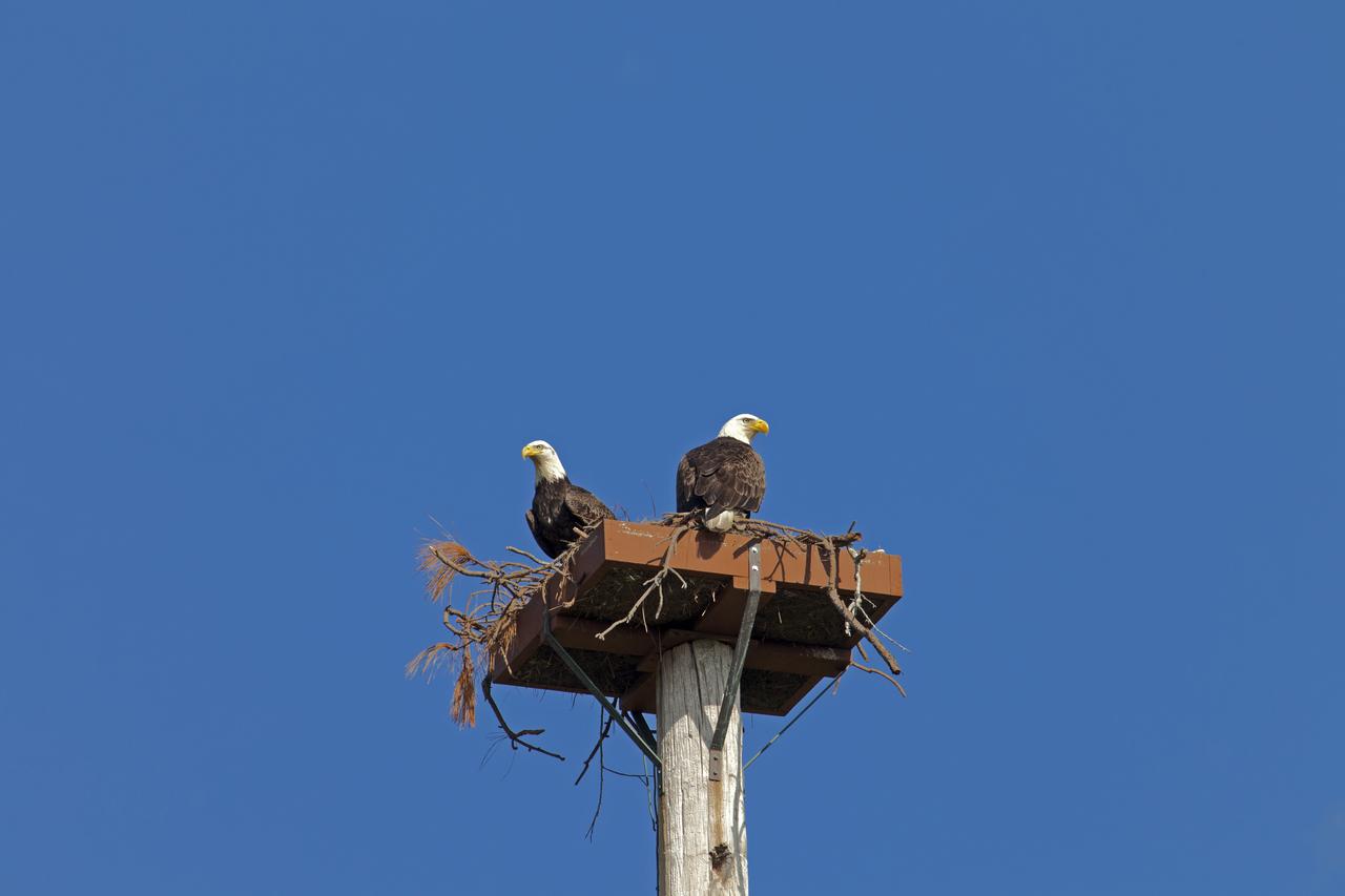 Two American bald eagles are perched in a nest atop a pole at NASA's Kennedy Space Center in Florida. The center shares a border with the Merritt Island National Wildlife Refuge. More than 330 native and migratory bird species, 25 mammals, 117 fishes and 65 amphibians and reptiles call Kennedy and the wildlife refuge home.