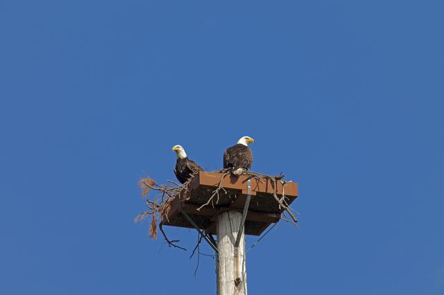 NASA image: Nature Photography - Bald Eagles