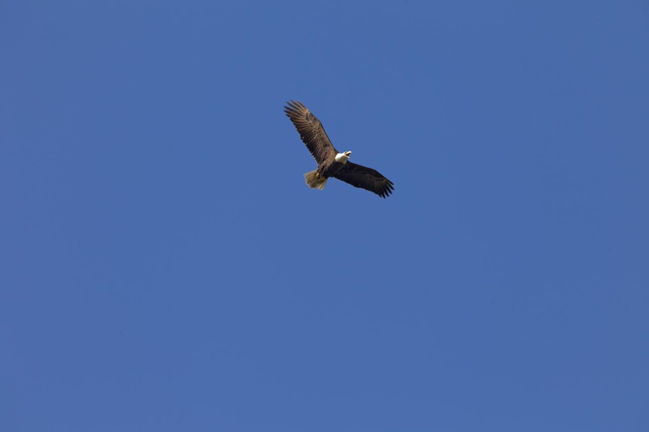 An American bald eagle soars through the air above NASA's Kennedy Space Center in Florida. The center shares a border with the Merritt Island National Wildlife Refuge. More than 330 native and migratory bird species, 25 mammals, 117 fishes and 65 amphibians and reptiles call Kennedy and the wildlife refuge home. 