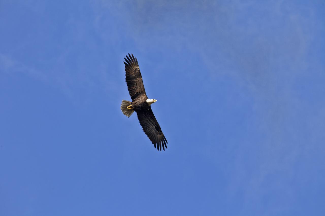 With wings outstretched, an American bald eagle soars through the air above NASA's Kennedy Space Center in Florida. The center shares a border with the Merritt Island National Wildlife Refuge. The bird is one of more than 330 native and migratory bird species, 25 mammals, 117 fishes and 65 amphibians and reptiles that call Kennedy and the wildlife refuge home.