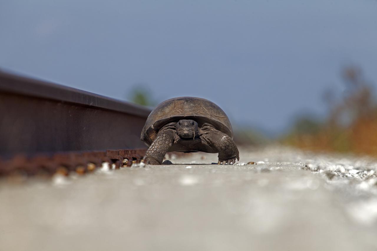 A turtle lumbers along on the sand near railroad tracks at NASA's Kennedy Space Center in Florida. The center shares a border with the Merritt Island National Wildlife Refuge. More than 330 native and migratory bird species, 25 mammals, 117 fishes and 65 amphibians and reptiles call Kennedy and the wildlife refuge home.