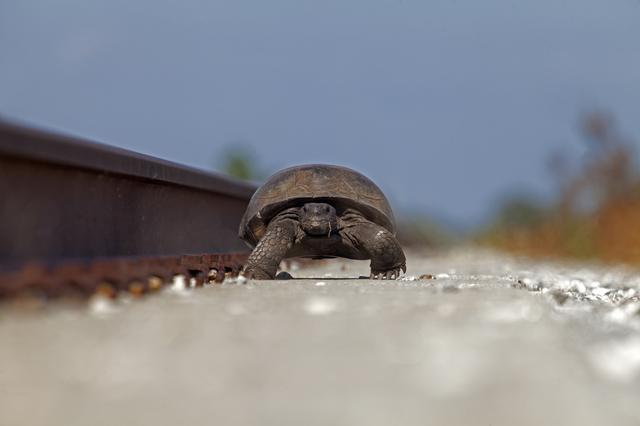 Nature Photography - Tortoise