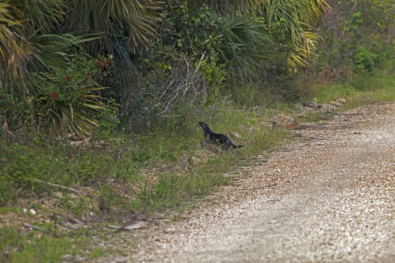 An otter makes its way into the underbrush at NASA's Kennedy Space Center in Florida. The center shares a border with the Merritt Island National Wildlife Refuge. More than 330 native and migratory bird species, 25 mammals, 117 fishes and 65 amphibians and reptiles call Kennedy and the wildlife refuge home. 