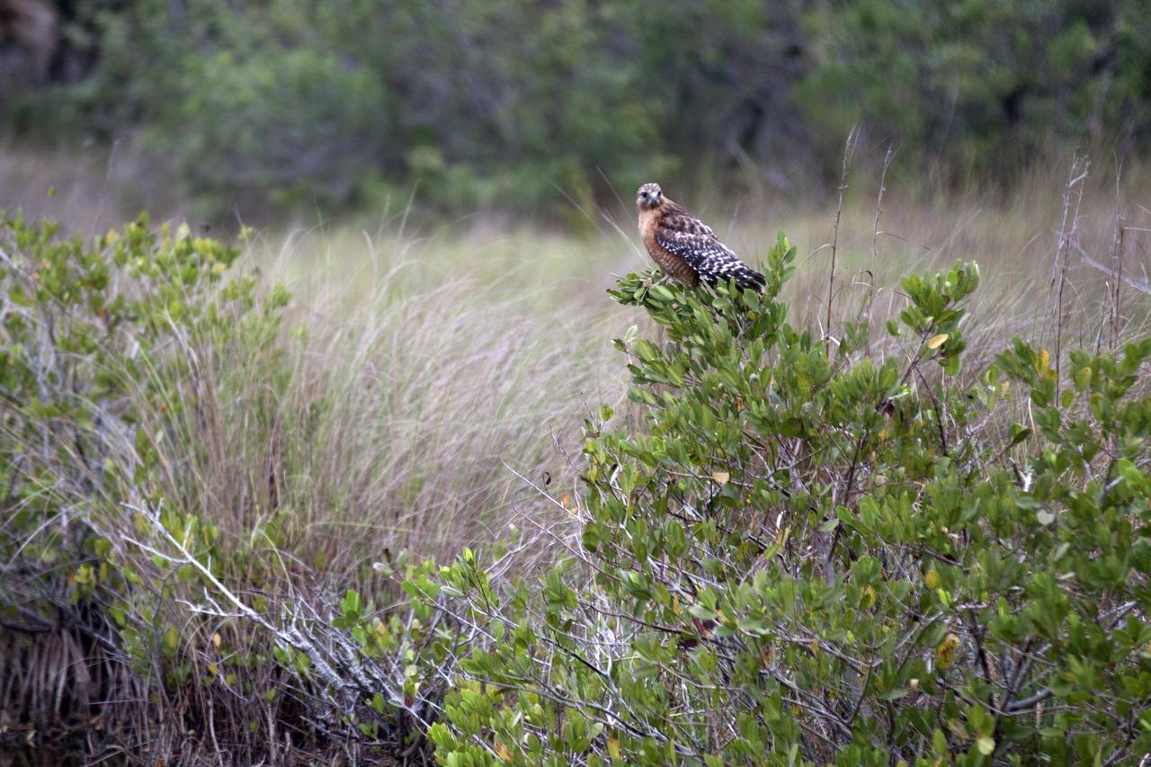 A Cooper's hawk perches on branch of a small tree at NASA's Kennedy Space Center in Florida. The center shares a border with the Merritt Island National Wildlife Refuge. More than 330 native and migratory bird species, 25 mammals, 117 fishes and 65 amphibians and reptiles call Kennedy and the wildlife refuge home. 