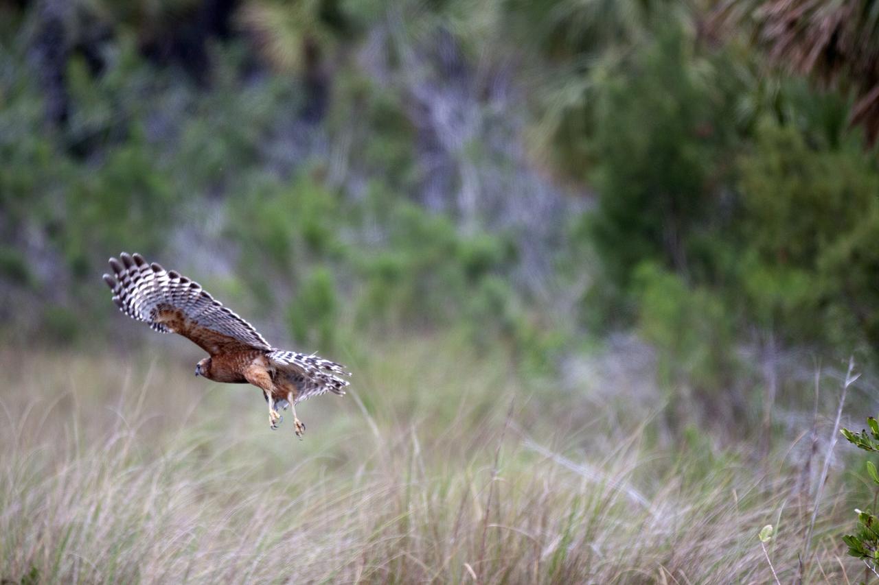 A Cooper's hawk takes flight from the branches of a small tree at NASA's Kennedy Space Center in Florida. The center shares a border with the Merritt Island National Wildlife Refuge. More than 330 native and migratory bird species, 25 mammals, 117 fishes and 65 amphibians and reptiles call Kennedy and the wildlife refuge home. 