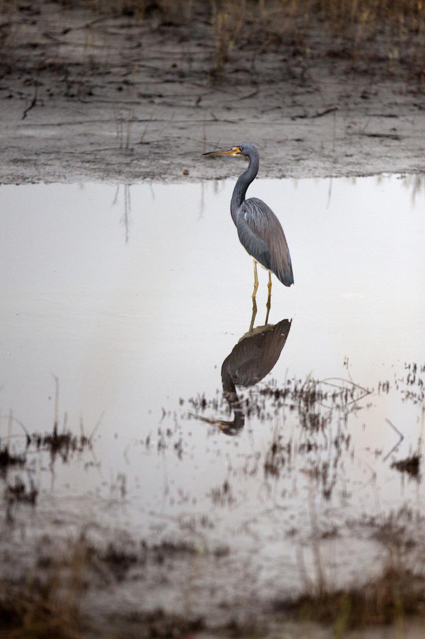 A Great Blue Heron wades in a waterway at NASA's Kennedy Space Center in Florida. The center shares a border with the Merritt Island National Wildlife Refuge. The bird is one of more than 330 native and migratory bird species, 25 mammals, 117 fishes and 65 amphibians and reptiles that call Kennedy and the wildlife refuge home. 