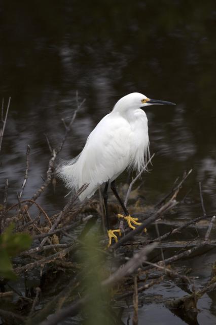 NASA image: Nature Photography - Birds
