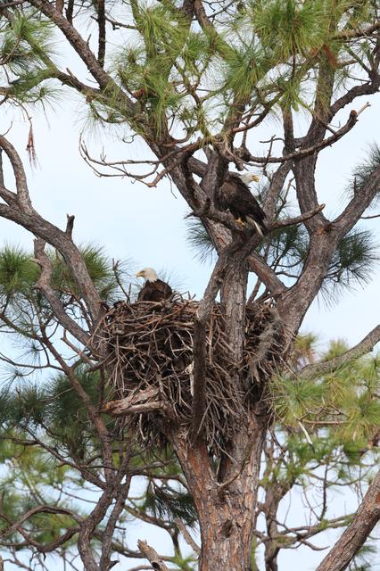 Nature Photography - Bald Eagles
