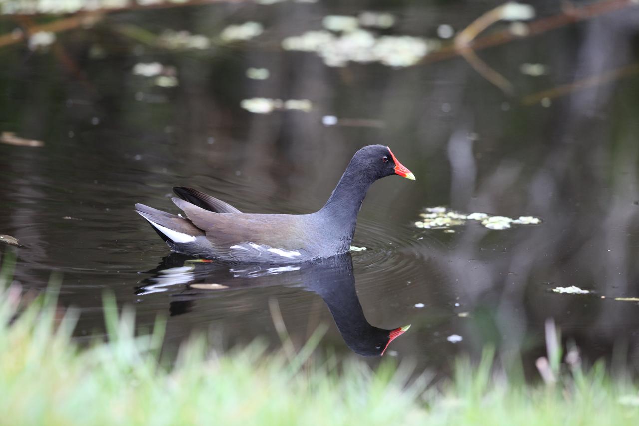A common gallinule swims in a waterway at NASA's Kennedy Space Center in Florida. The center shares a border with the Merritt Island National Wildlife Refuge. More than 330 native and migratory bird species, 25 mammals, 117 fishes and 65 amphibians and reptiles call Kennedy and the wildlife refuge home. 
