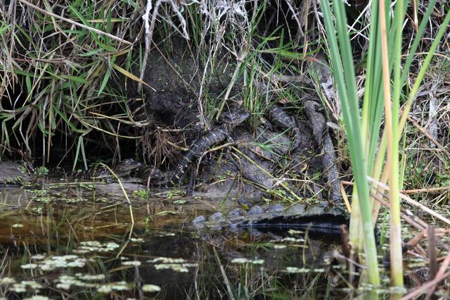 Nature Photography - Gators