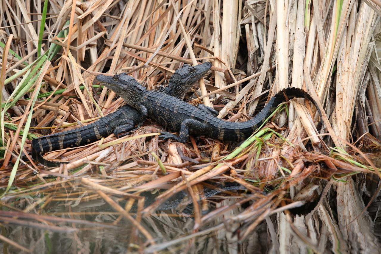Juvenile alligators sit at the shoreline of a marshy waterway at NASA's Kennedy Space Center in Florida. The center shares a border with the Merritt Island National Wildlife Refuge. More than 330 native and migratory bird species, 25 mammals, 117 fishes and 65 amphibians and reptiles call Kennedy and the wildlife refuge home.