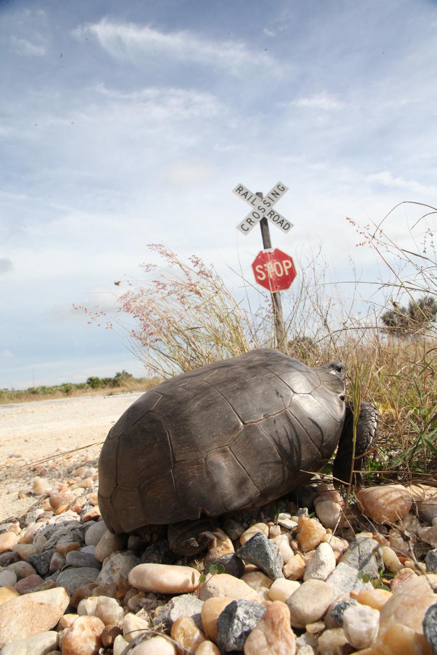 A large turtle traverses rocky terrain as it heads toward sea oats near a railroad crossing sign at NASA's Kennedy Space Center in Florida. The center shares a border with the Merritt Island National Wildlife Refuge. More than 330 native and migratory bird species, 25 mammals, 117 fishes and 65 amphibians and reptiles call Kennedy and the wildlife refuge home. 