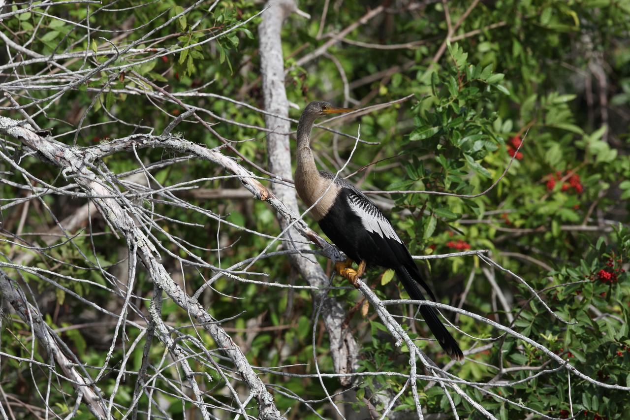 An Anhinga perches on a branch in an area of underbrush at NASA's Kennedy Space Center in Florida. The Anhinga is also known as a Water-Turkey for its swimming habits and broad tail. The center shares a border with the Merritt Island National Wildlife Refuge. More than 330 native and migratory bird species, 25 mammals, 117 fishes and 65 amphibians and reptiles call Kennedy and the wildlife refuge home. 