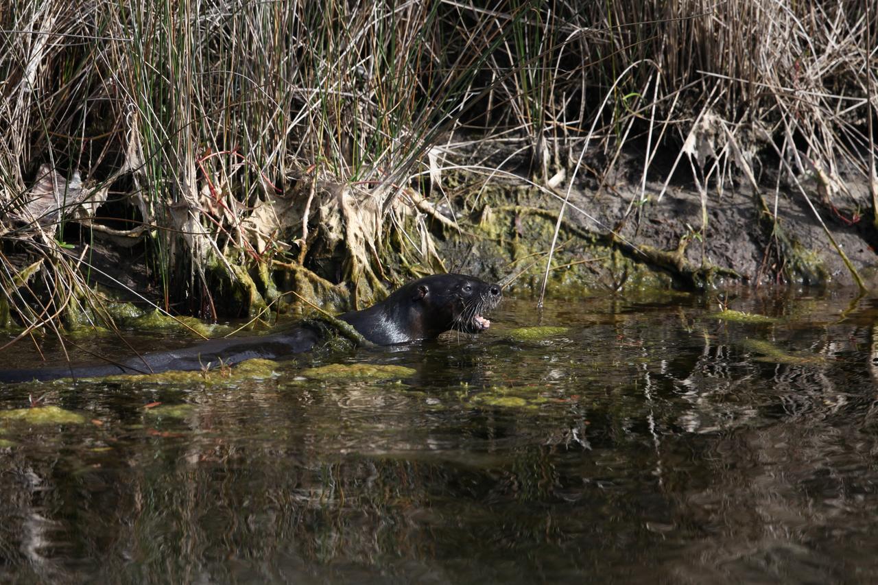 Nature photos of an otter swimming at Kennedy Space Center
