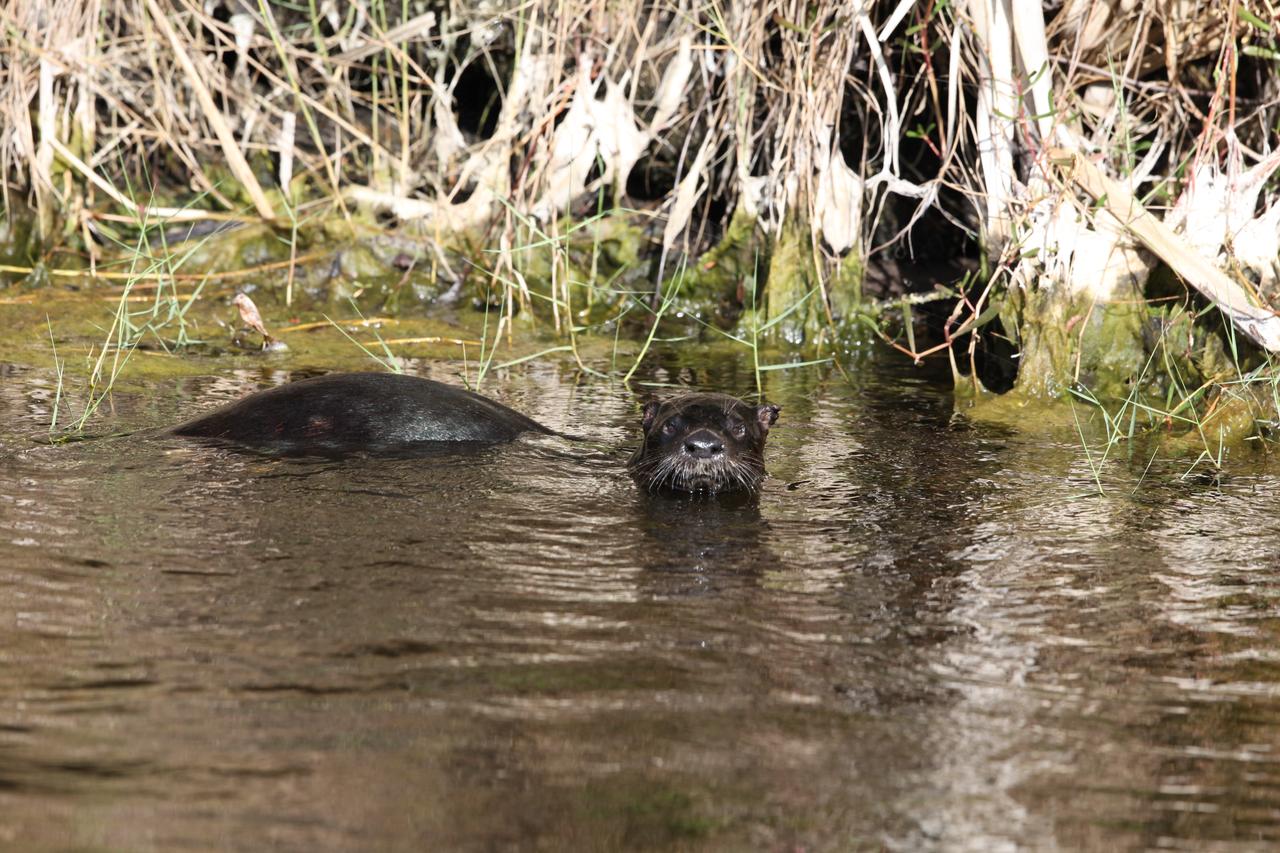 An otter swims through a waterway at NASA's Kennedy Space Center in Florida. The center shares a border with the Merritt Island National Wildlife Refuge. More than 330 native and migratory bird species, 25 mammals, 117 fishes and 65 amphibians and reptiles call Kennedy and the wildlife refuge home. 