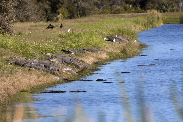 NASA image: Nature Photography - Gators