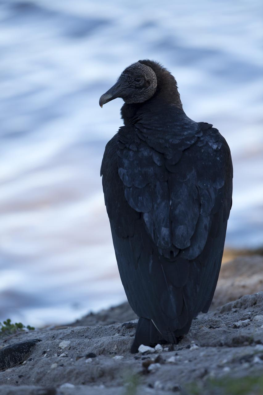 A vulture watches from a perch on sandy dunes at NASA's Kennedy Space Center in Florida. The center shares a border with the Merritt Island National Wildlife Refuge. The bird is one of more than 330 native and migratory bird species, 25 mammals, 117 fishes and 65 amphibians and reptiles that call Kennedy and the wildlife refuge home. 