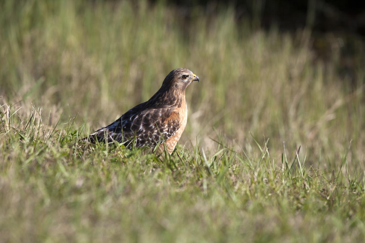 A Cooper's hawk walks through underbrush at NASA's Kennedy Space Center in Florida. The center shares a border with the Merritt Island National Wildlife Refuge. The bird is one of more than 330 native and migratory bird species, 25 mammals, 117 fishes and 65 amphibians and reptiles that call Kennedy and the wildlife refuge home. 