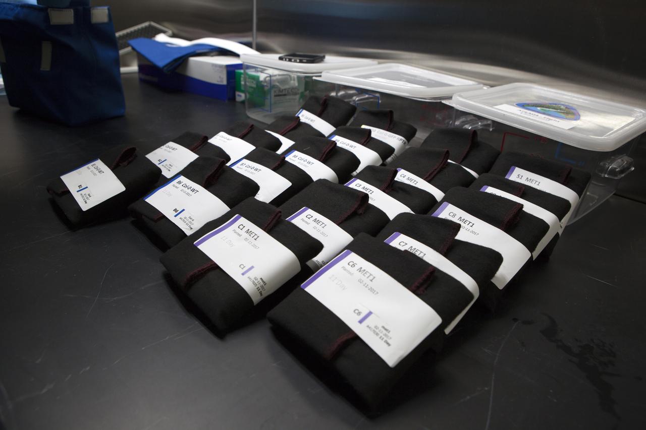 APEX-04, or Advanced Plant EXperiments-04, is being prepared in a cold room in the Kennedy Space Center Processing Facility for SpaceX-10. The petri plates are wrapped in black cloth and kept cold (+4 degrees Celsius) to prevent them from germinating prior to the experiment start on station. Dr. Anna Lisa Paul of the University of Florida is the principal investigator for APEX-04. Apex-04 is an experiment involving Arabidopsis in petri plates inside the Veggie facility aboard the International Space Station. Since Arabidopsis is the genetic model of the plant world, it is a perfect sample organism for performing genetic studies in spaceflight. The experiment is the result of a grant from NASA’s Space Life and Physical Sciences division.