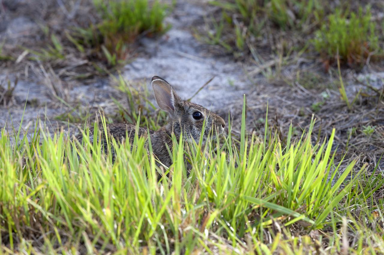 A rabbit sits in the underbrush at NASA's Kennedy Space Center in Florida. The center shares a border with the Merritt Island National Wildlife Refuge. More than 330 native and migratory bird species, 25 mammals, 117 fishes and 65 amphibians and reptiles call Kennedy and the wildlife refuge home. 