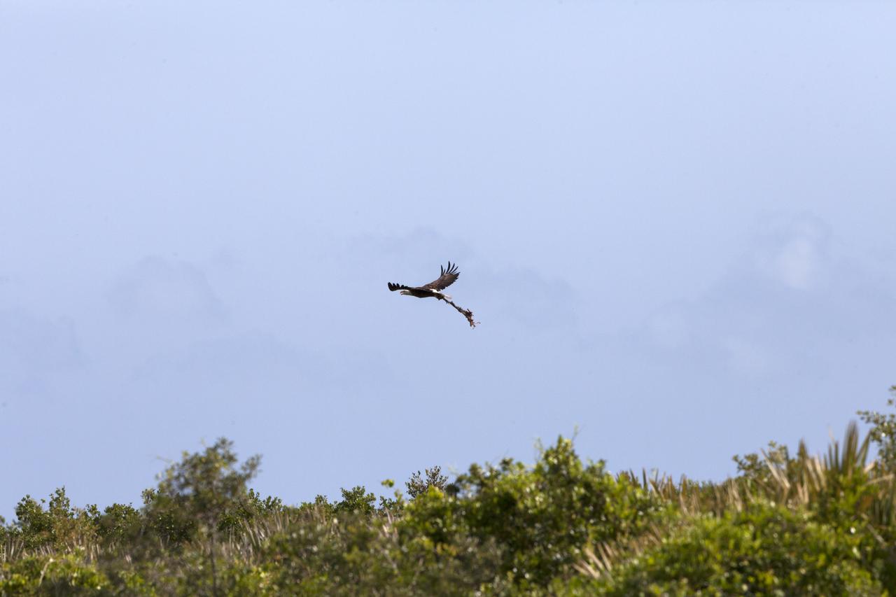 An American bald eagle soars through the air with its prey at NASA's Kennedy Space Center in Florida. The center shares a border with the Merritt Island National Wildlife Refuge. More than 330 native and migratory bird species, 25 mammals, 117 fishes and 65 amphibians and reptiles call Kennedy and the wildlife refuge home.