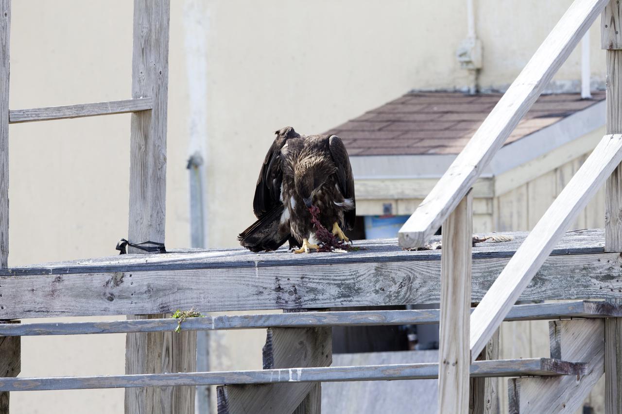 An American bald eagle eats its prey on a wooden dock at NASA's Kennedy Space Center in Florida. The center shares a border with the Merritt Island National Wildlife Refuge. More than 330 native and migratory bird species, 25 mammals, 117 fishes and 65 amphibians and reptiles call Kennedy and the wildlife refuge home.