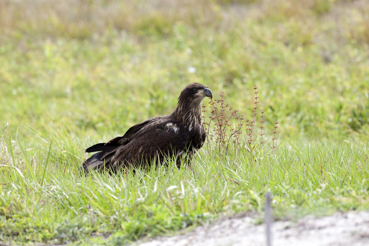A juvenile bald eagle sits in the grass at NASA's Kennedy Space Center in Florida. The center shares a border with the Merritt Island National Wildlife Refuge. More than 330 native and migratory bird species, 25 mammals, 117 fishes and 65 amphibians and reptiles call Kennedy and the wildlife refuge home.