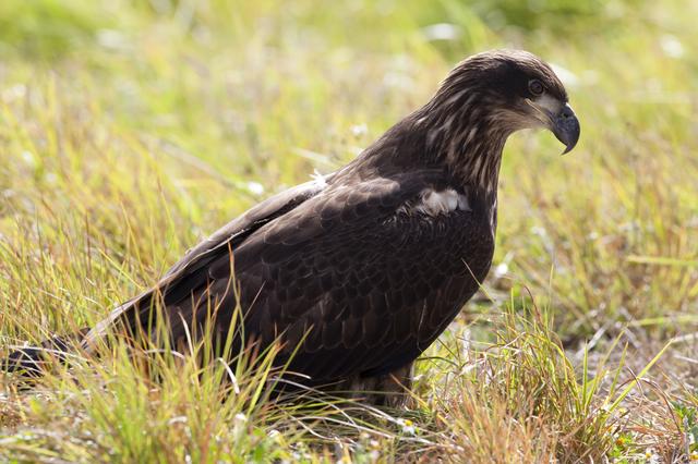 NASA image: Wildlife Photography - Eagles