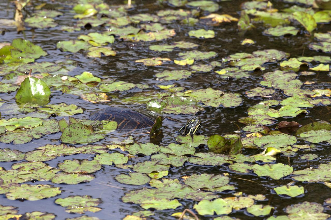 A turtle moves through a waterway at NASA's Kennedy Space Center in Florida. The center shares a border with the Merritt Island National Wildlife Refuge. More than 330 native and migratory bird species, 25 mammals, 117 fishes and 65 amphibians and reptiles call Kennedy and the wildlife refuge home.