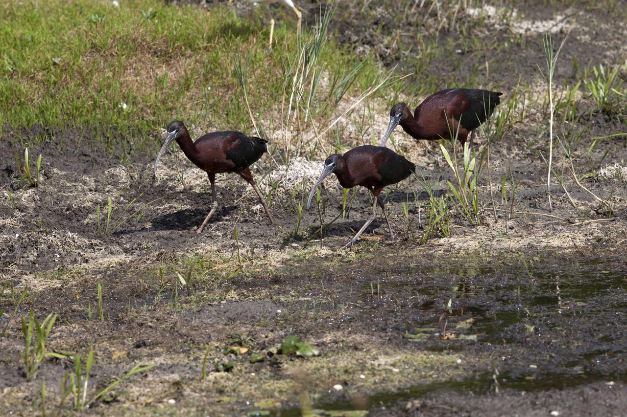 Three glossy ibises walk through a marshy area at NASA's Kennedy Space Center in Florida. The center shares a border with the Merritt Island National Wildlife Refuge. More than 330 native and migratory bird species, 25 mammals, 117 fishes and 65 amphibians and reptiles call Kennedy and the wildlife refuge home. 