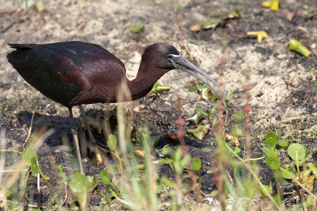 A glossy ibis searches for food in a marshy area at NASA's Kennedy Space Center in Florida. The center shares a border with the Merritt Island National Wildlife Refuge. More than 330 native and migratory bird species, 25 mammals, 117 fishes and 65 amphibians and reptiles call Kennedy and the wildlife refuge home. 
