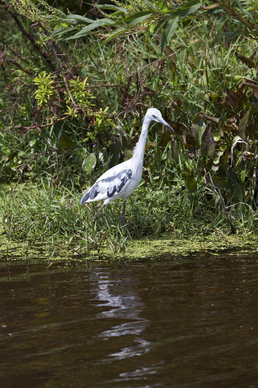 A juvenile heron wades in a waterway at NASA's Kennedy Space Center in Florida. The center shares a border with the Merritt Island National Wildlife Refuge. More than 330 native and migratory bird species, 25 mammals, 117 fishes and 65 amphibians and reptiles call Kennedy and the wildlife refuge home. 