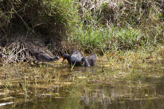 NASA image: Wildlife Photography - Birds