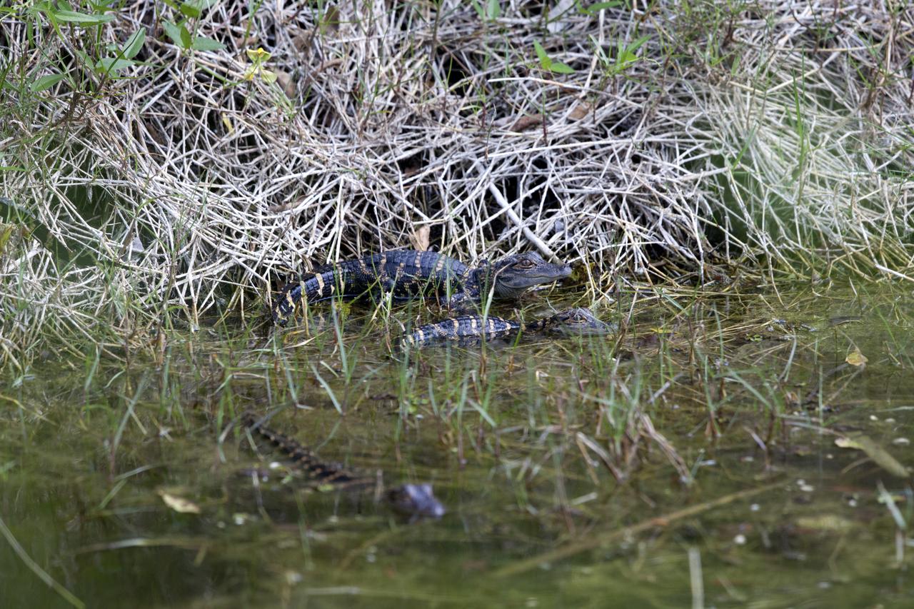 Baby alligators gather in a shallow waterway at NASA's Kennedy Space Center in Florida. The center shares a border with the Merritt Island National Wildlife Refuge. More than 330 native and migratory bird species, 25 mammals, 117 fishes and 65 amphibians and reptiles call Kennedy and the wildlife refuge home. 