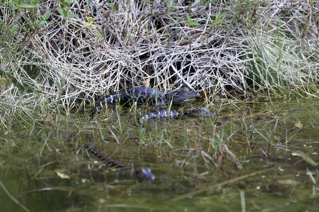 NASA image: Wildlife Photography - Alligators