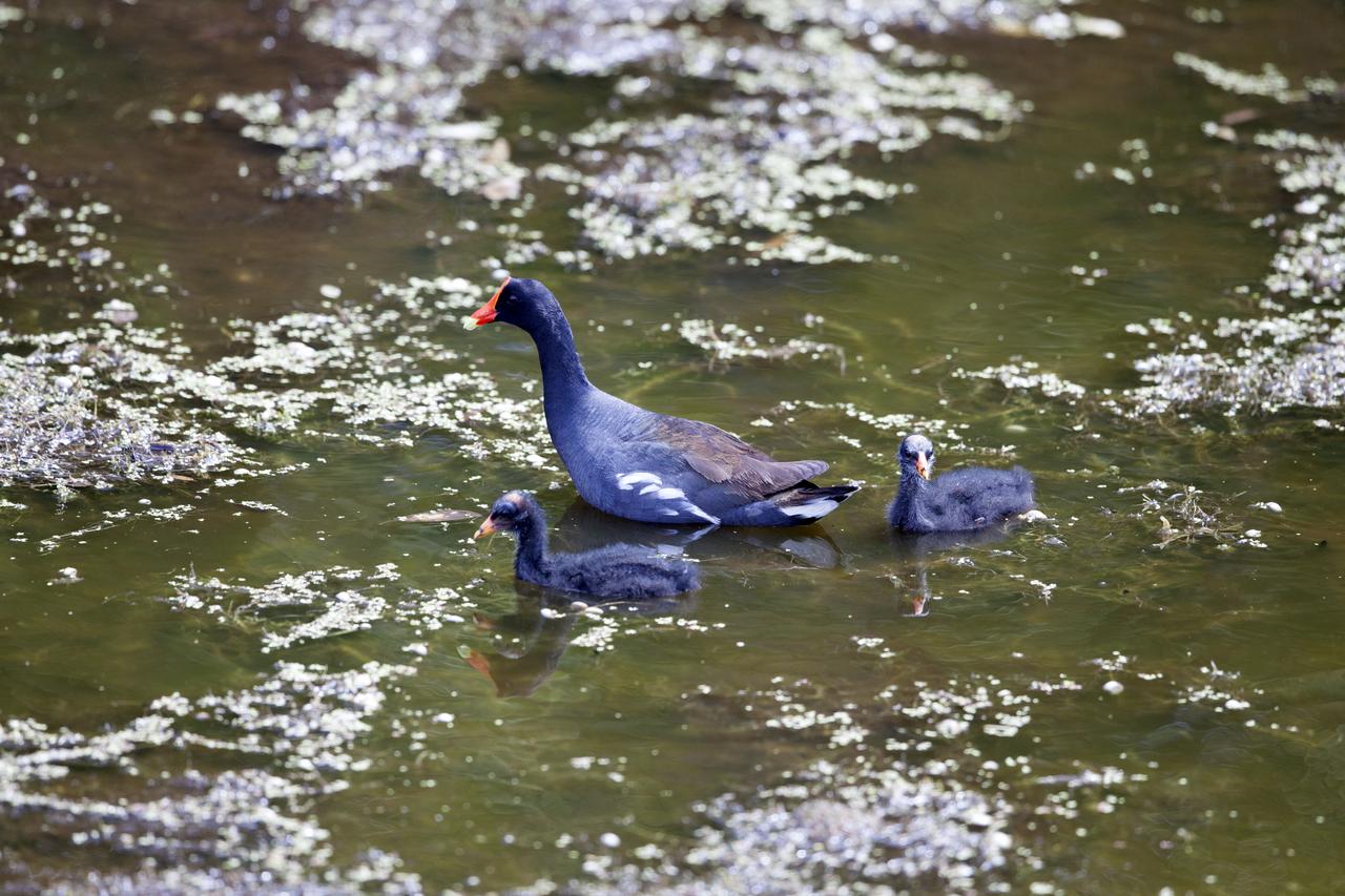Common gallinules swim in a shallow waterway at NASA's Kennedy Space Center in Florida. The center shares a border with the Merritt Island National Wildlife Refuge. More than 330 native and migratory bird species, 25 mammals, 117 fishes and 65 amphibians and reptiles call Kennedy and the wildlife refuge home. 
