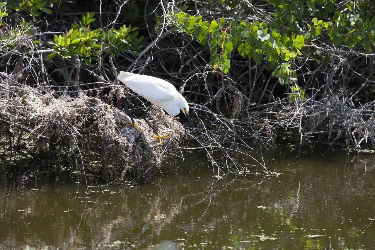 A snowy egret perches on a branch at the shoreline of a waterway at NASA's Kennedy Space Center in Florida. The center shares a border with the Merritt Island National Wildlife Refuge. More than 330 native and migratory bird species, 25 mammals, 117 fishes and 65 amphibians and reptiles call Kennedy and the wildlife refuge home.