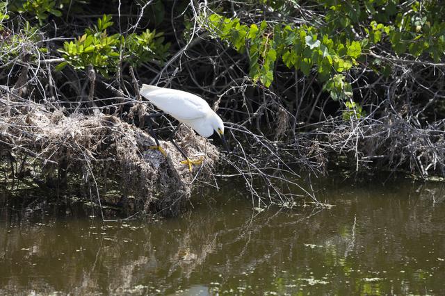 NASA image: Wildlife Photography - Birds